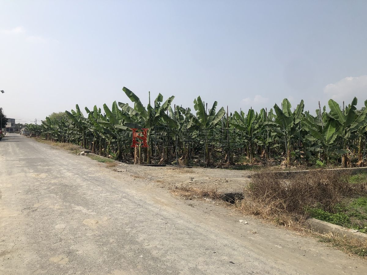 美濃龍肚面寬臨路農地