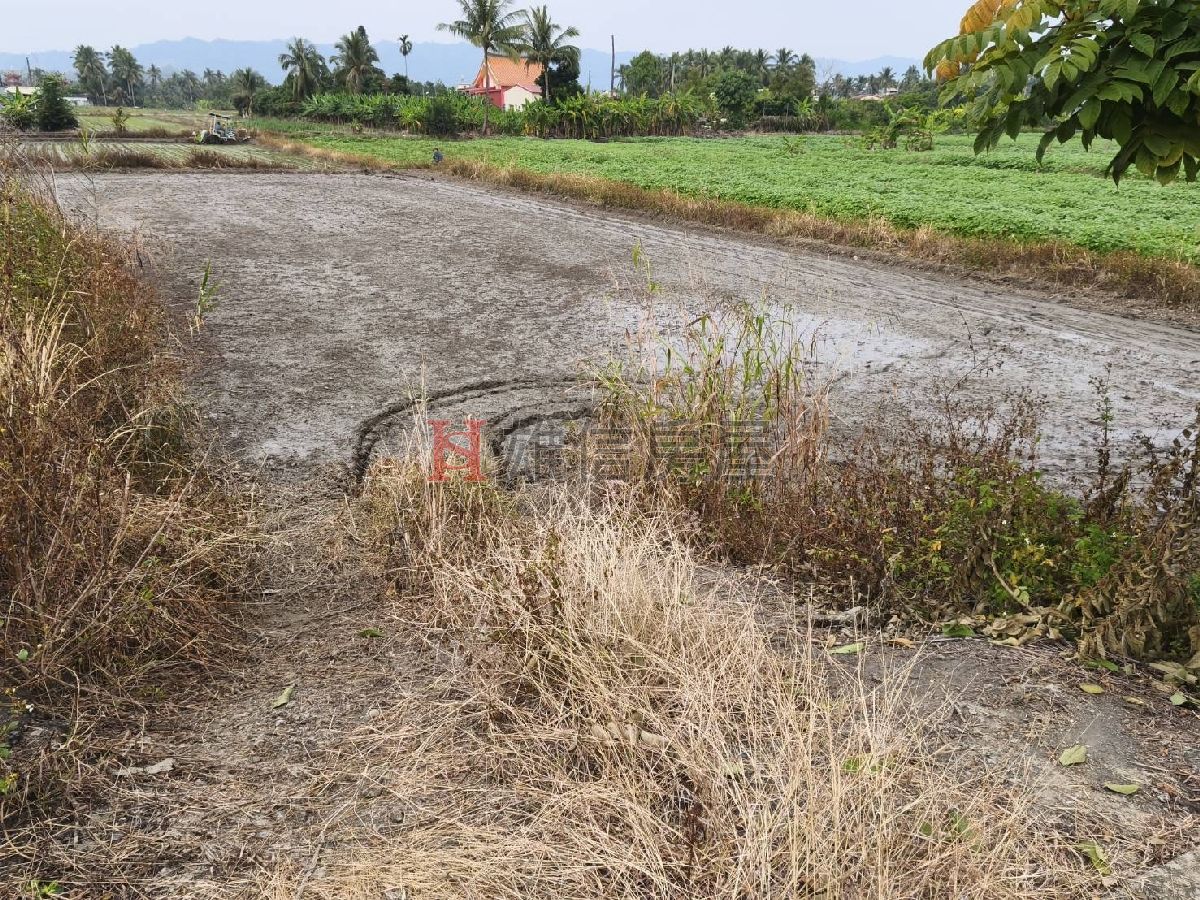 杉林臨大路邊農地
